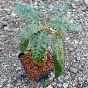 DORSTENIA GIGAS