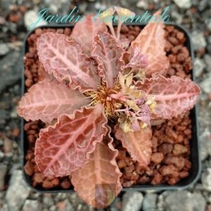 FRANCOISII HYBRID - N24-