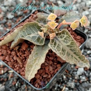 FRANCOISII HYBRID- N25-