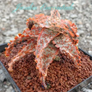 ALOE SERIE 2-9