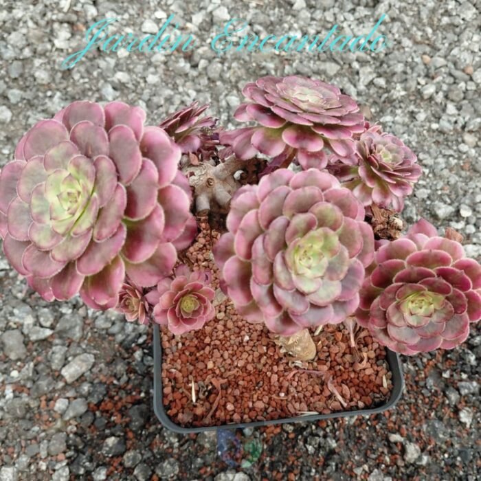 SKY DANCER M16- B- - Image 2