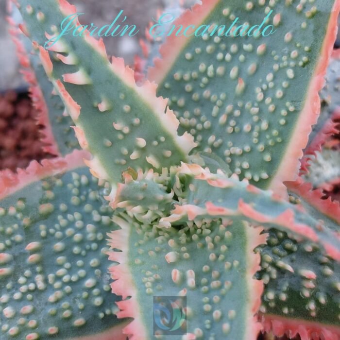 ALOE SERIE 2- 8 - Image 2