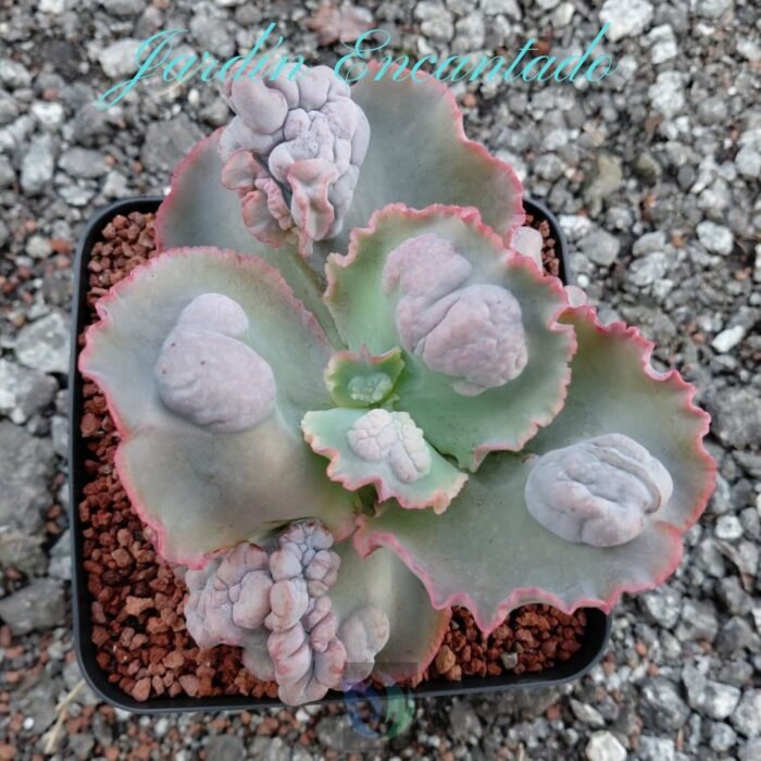 TULEN - M12 - - Image 2