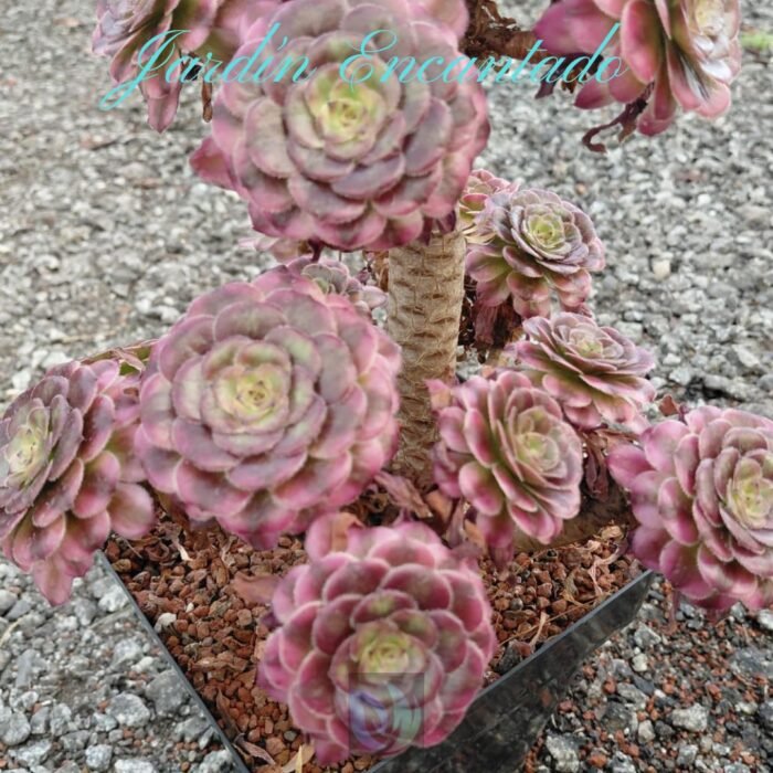 SKY DANCER M16 - A- - Image 3