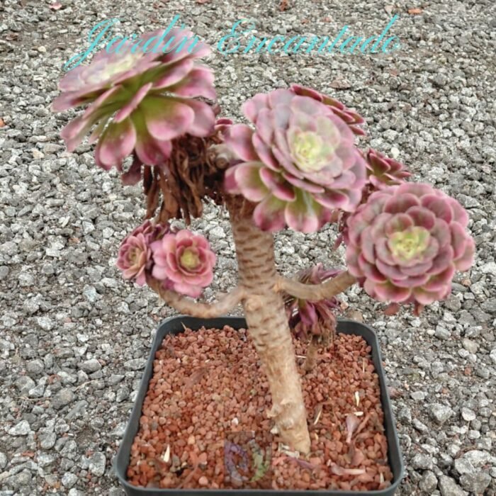 SKY DANCER M16- B- - Image 3