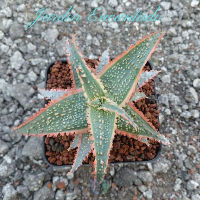 ALOE SERIE 2- 8 - Image 3