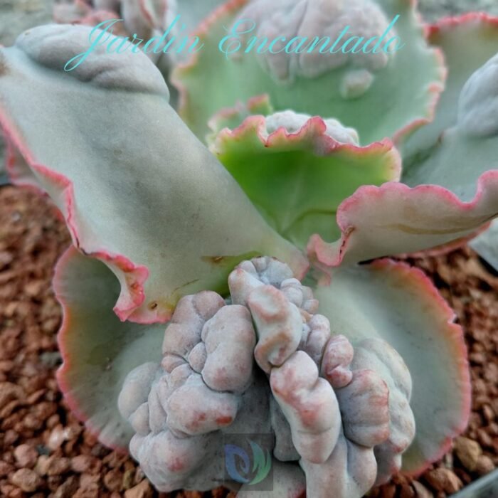 TULEN - M12 - - Image 3