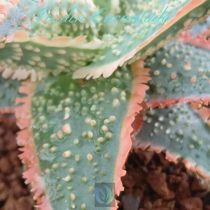 ALOE SERIE 2- 8 - Image 4