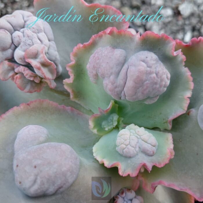 TULEN - M12 - - Image 4