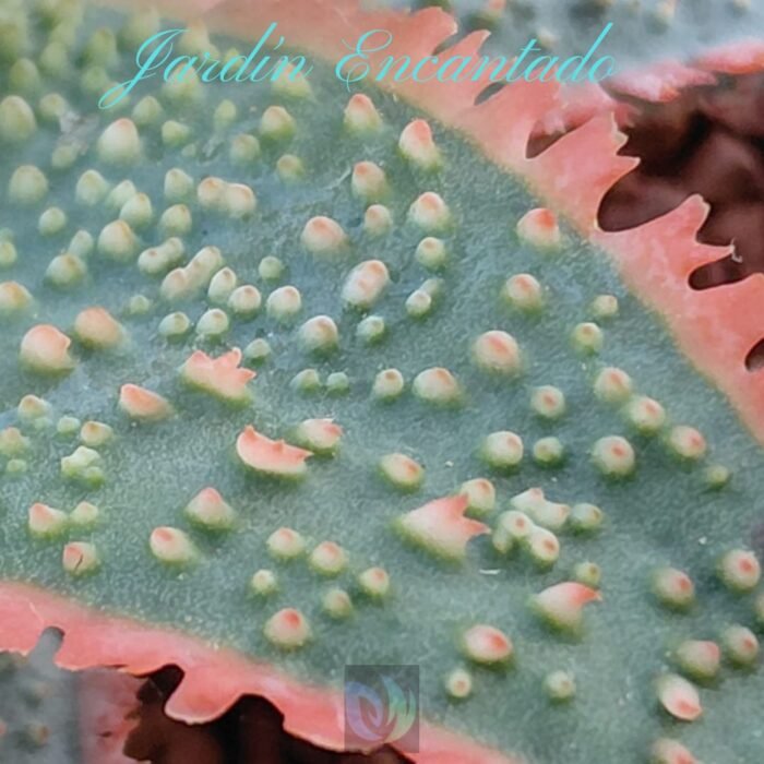 ALOE SERIE 2- 8 - Image 5