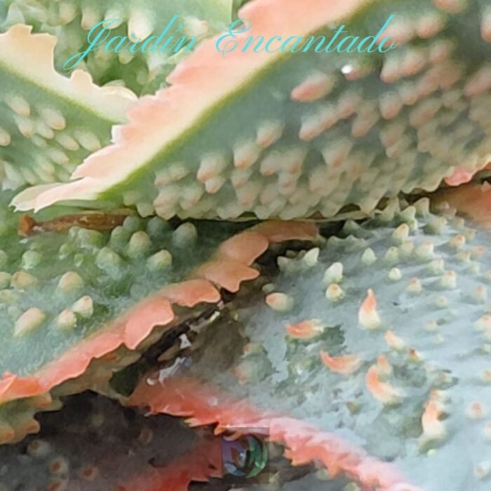 ALOE SERIE 2- 8 - Image 6