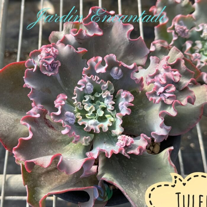 TULEN - M12 - - Image 6