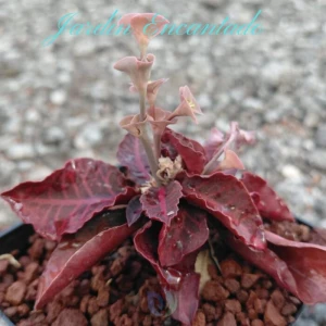 FRANCOISII HYBRID N27