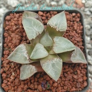 CORRECTA FIRE PHOENIX