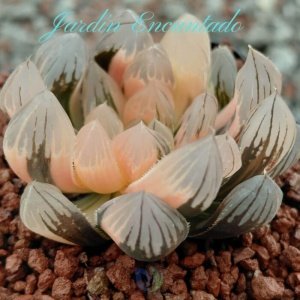 NEON LIGHT VARIEGADA