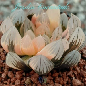 NEON LIGHT VARIEGADA