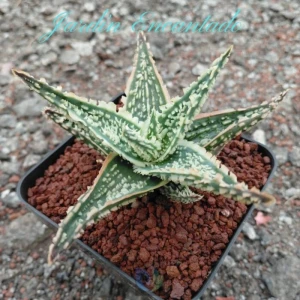 ALOE 126