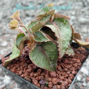 FRANCOISII HYBRID N28