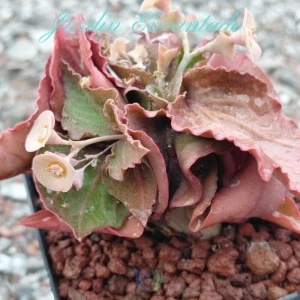 FRANCOISII HYBRID N29