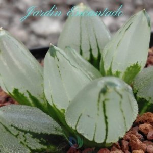 ICE CITY MUTANT- 1H-