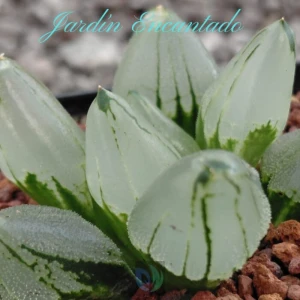 ICE CITY MUTANT- 1H-