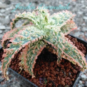 ALOE SERIE 2- 11