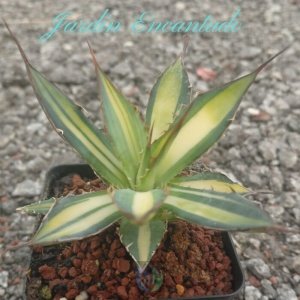 HORRIDA YELLOW VARIEGADO