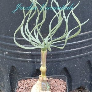 GETHYLLIS NAMAQUENSIS