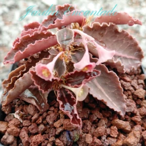 FRANCOISII HYBRID- N30-