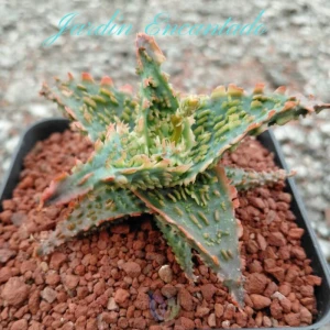 ALOE -148-