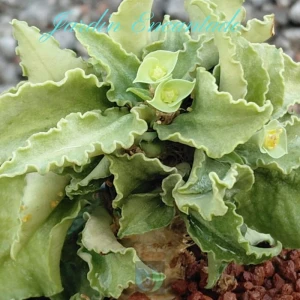 FRANCOISII HYBRID N26