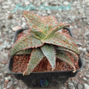 ALOE SERIE 1-15