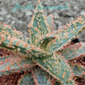 ALOE SERIE 2-10