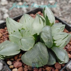 ICE CITY MUTANT- 2H-