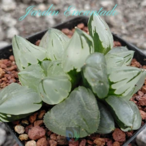 ICE CITY MUTANT- 2H-