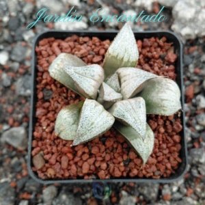 SPLENDENS GM452 - 1H-