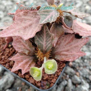 FRANCOISII HYBRID -N34-