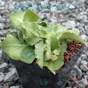 FRANCOISII HYBRID -N35-