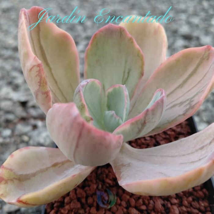 BLUE ROSE VAR - M8 -