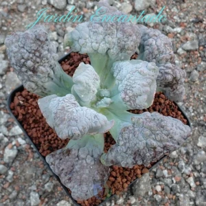 PURPLE CAULIFLOWER