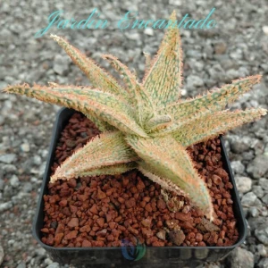 ALOE SERIE 2- 13