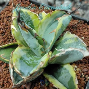 AGAVE BLUE WHALE