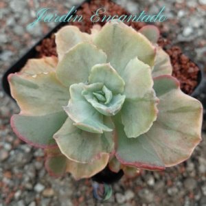 CHANTILLY RED SPLASH - 8 CM -