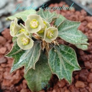 FRANCOISII HYBRID - N37 -