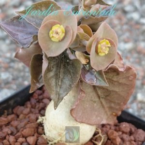 FRANCOISII HYBRID - N38 -