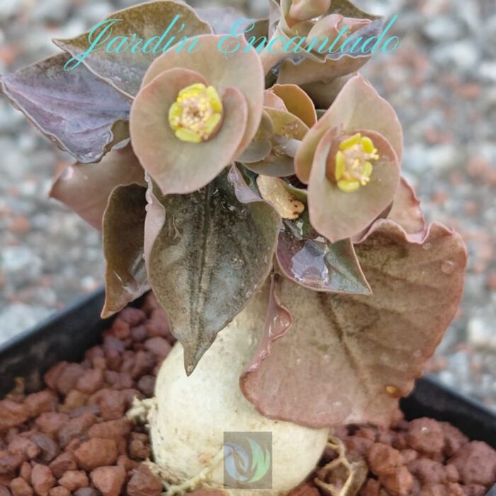 FRANCOISII HYBRID - N38 -