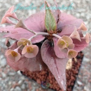 FRANCOISII HYBRID - N39 -