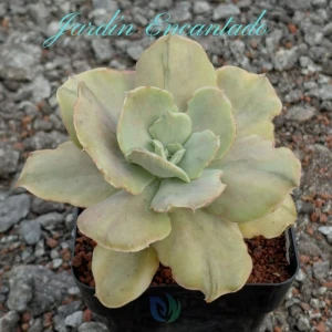 CHANTILLY RED SPLASH- 10 CM -