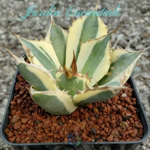 SNAGGLETOOTH