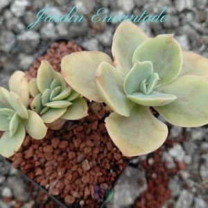 CHANTILLY RED SPLASH- CLUSTER -